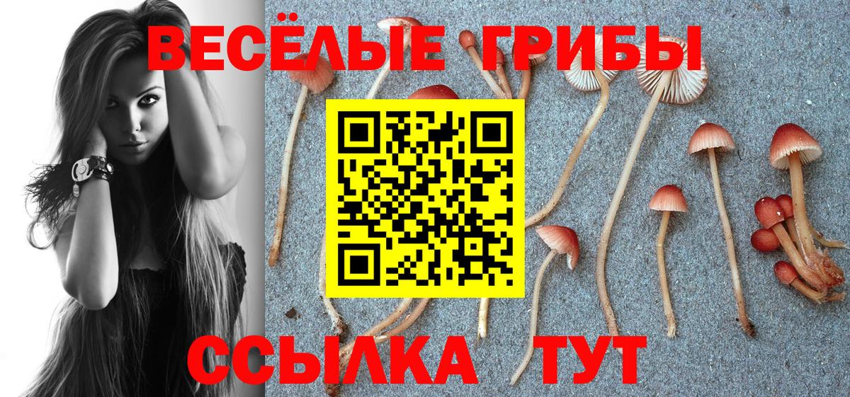 как найти закладки  Галлюциногенные грибы Psilocybe  Вход с VPN  Псилоцибиновые грибы ЛСД  Ртищево 